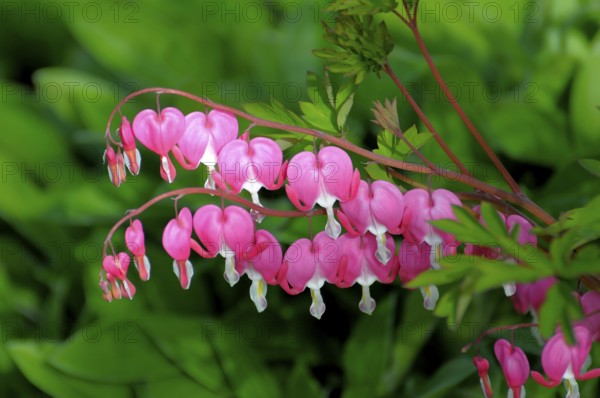 Weeping Heart (Dicentra spectabilis) Flowering in the Garden, Weeping Heart, lamprocapnos Weeping
