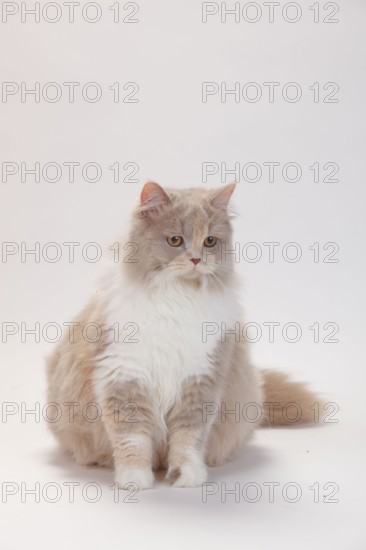 British longhair cat, lilac-tortie-white, Highlander, Lowlander, Britanica, BLH