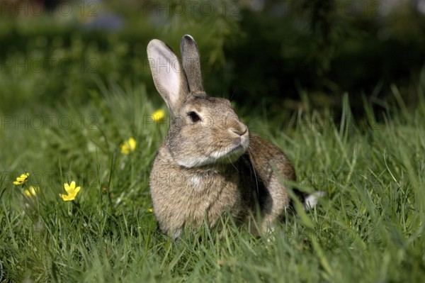 European Rabbit (oryctolagus cuniculus) or Wild Rabbit, Adult with Flowers, Normandy