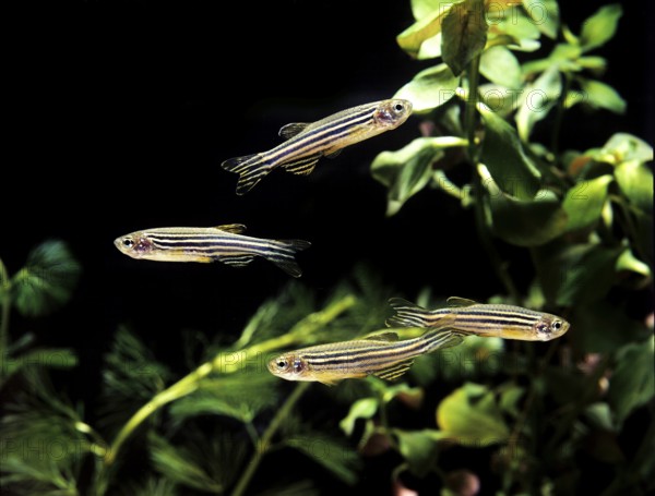 Zebrafish (brachydanio rerio) (Brachydanio rerio), Zebrafish, Animals, Other animals, Fishes,