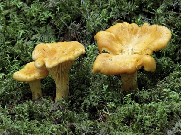 Chanterelles at the natural location