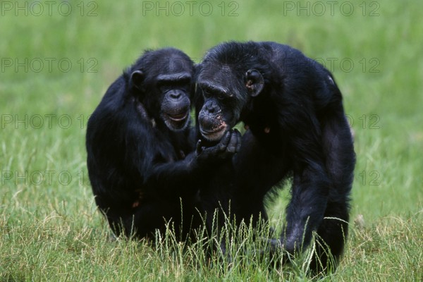 Chimpanzees (primates) common chimpanzee (Pan troglodytes) (Africa) (mammals) (animals) (apes)
