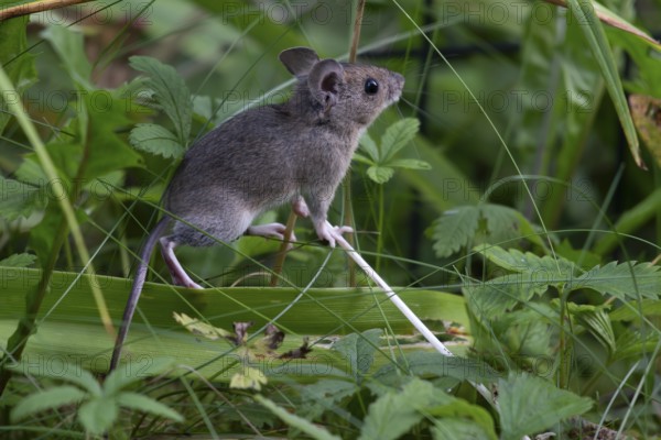 House mouse (Mus musculus), Munich, Bavaria, Germany, Europe