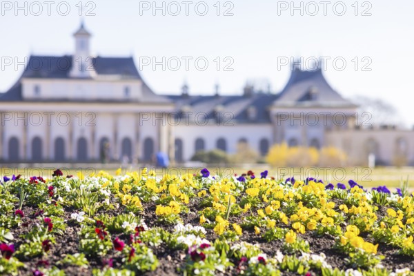Pillnitz Palace Park. Pleasure garden first season planting with pansies
