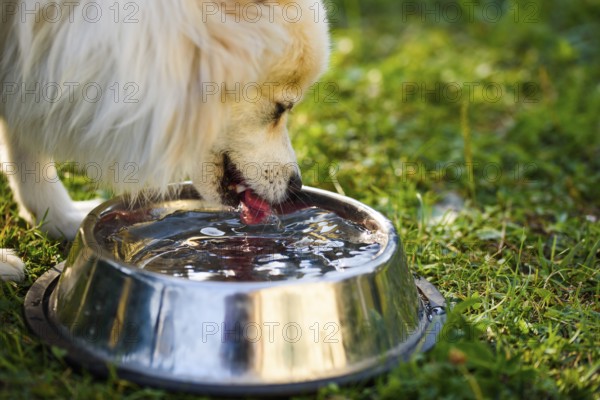 Pomeranian spitz klein drinking from the bowl. Outdoor portrait. Shallow focus background
