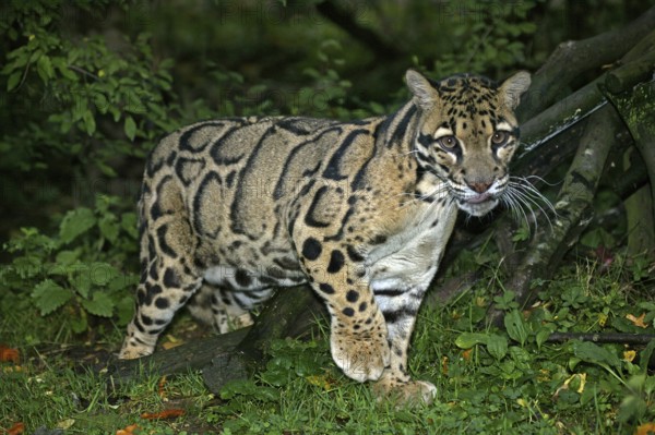 Clouded Leopard (neofelis nebulosa), Adult in Ground
