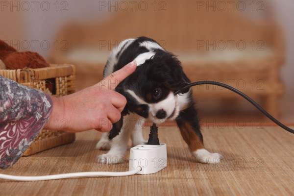 Cavalier King Charles Spaniel, puppy, tricolour, 9 weeks, bites into power cable, multiple plug,