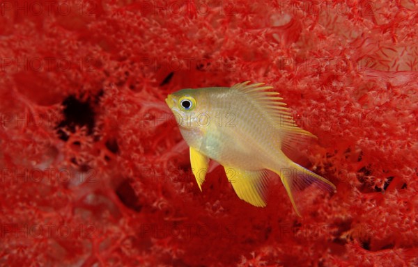 Yellowfin damselfish, Neoglyphidodon nigroris, Indonesia, Wakatobi Dive Resort, Sulawesi, Indian