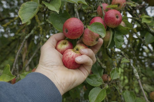 Harvest of mini apples, apple, fruit harvest, fruit, October, Schwäbisch Hall, Heilbronn-Franken,