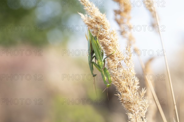 European mantis (Mantis religiosa), mating on vegetation in sunshine, Döberitzer Heide nature