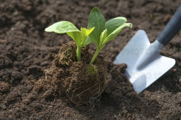 Planting a zucchini seedling with a shovel in dark fertile soil in the vegetable garden, spring
