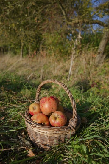 Boskoop harvest, Boskop, willow basket, fruit basket, apple variety, Renette, cultivated apple,
