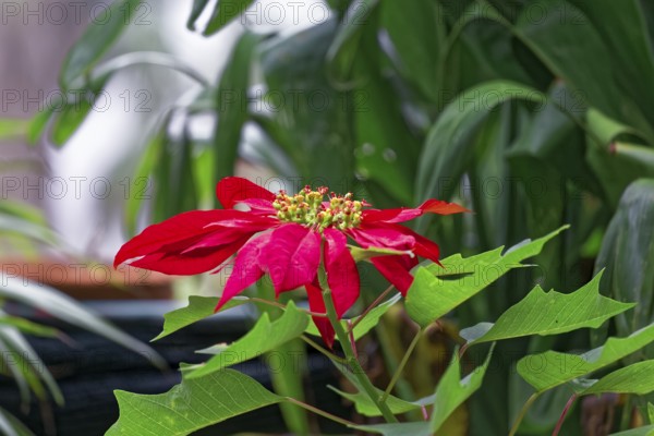 Poinsettia shrub, Euphorbia pulcherrima, South America