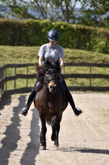 Young rider training with an Icelandic horse at tölt on an oval track