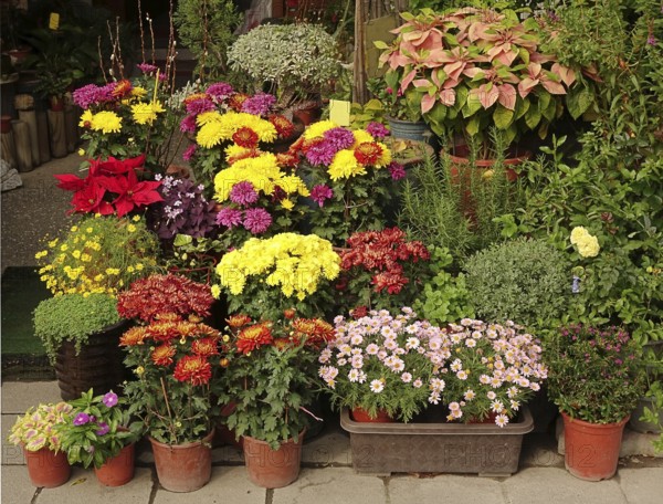 An outdoor flower shop displays a variety of potted flowers and shrubs