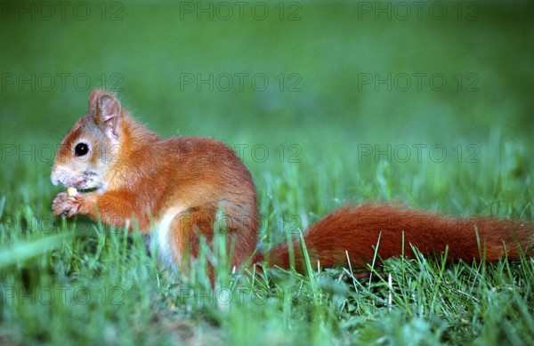 Squirrel, squirrel eats nut, Sciurus vulgaris, Germany, Bavaria, Europe