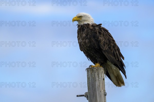 A bald eagle, Haliaeetus leucocephalus, perched on a post against a blue sky, Homer, Alaska, USA,