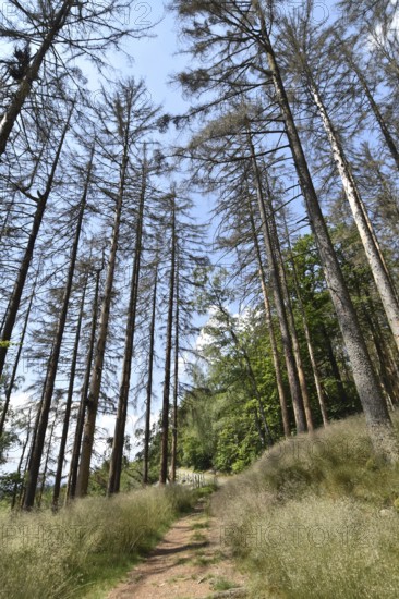 Forest dieback in the Hunsrück-Hochwald National Park with dead conifers along a hiking trail,