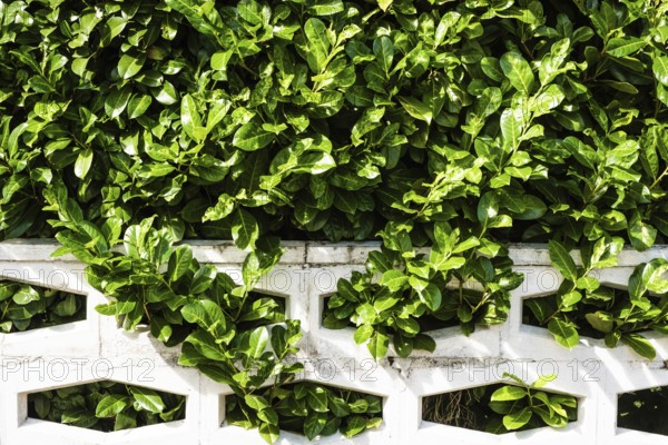 Cherry laurel hedge in Essen, Germany, Europe