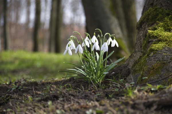 A little group of snowdrops is situated close to the base of a tree trunk covered in moss in a