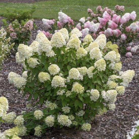 Panicle hydrangea (Hydrangea paniculata 'Limelight'), Cambridge Botanical Garden, Germany, Europe