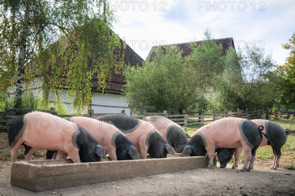 Countryside scene with German breed pigs, the Swabian-Hall swine, eating together, outdoor, in the