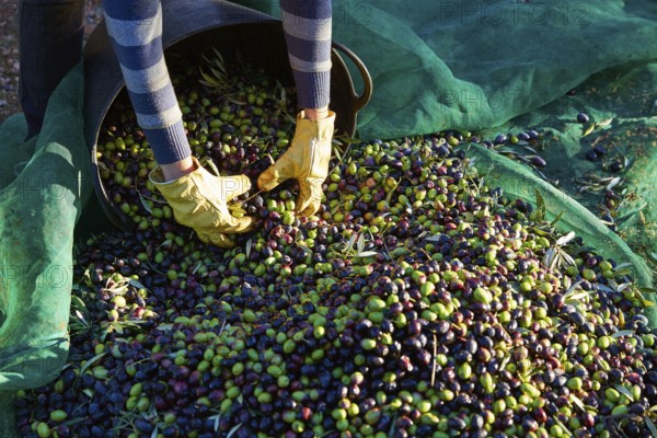 Olives harvest picking hands with gloves at Mediterranean