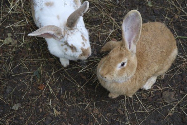A pair of Flemish Giant Rabbits, Oryctolagus cuniculus domesticus, in Lincolnshire