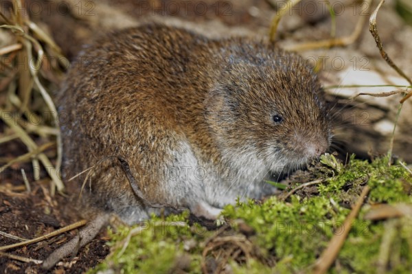 Bavarian pine vole sitting on floor with green moss looking right