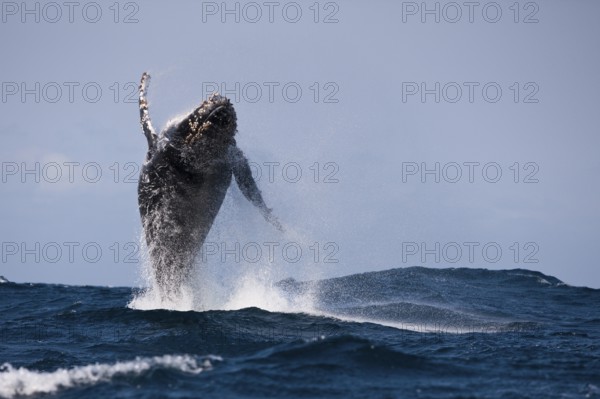 Jumping humpback whale, Megaptera novaeangliae, Indian Ocean, Wild Coast, South Africa, Africa