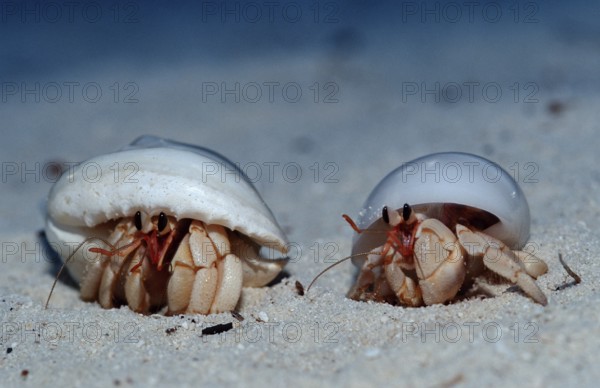 Hermit crabs on the beach, Coenobita spec., Maldives, Indian Ocean, Meemu Atoll, Asia