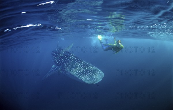 Whale shark and snorkeller, Rhincodon thypus, Maldives, Indian Ocean, Asia