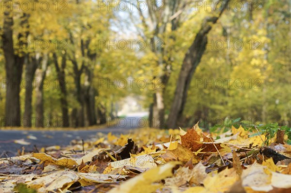 Beech grove in autumn, trees with yellowed leaves on the roadside
