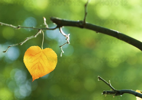 Closeup of a leaf of a small-leaved lime or small-leaved linden (Tilia cordata) in form of a heart