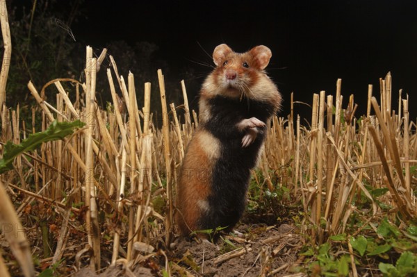 European hamster (Cricetus cricetus) at a construction site, Thuringia