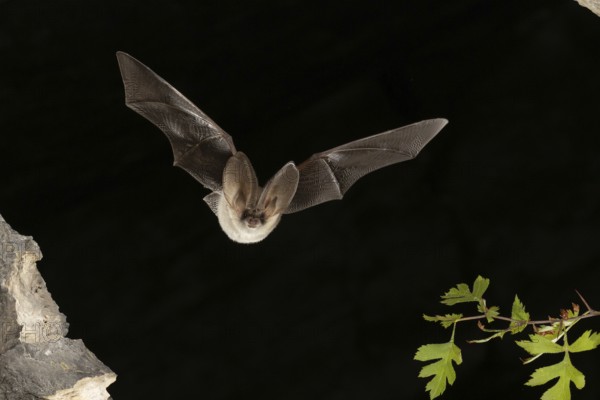 Grey long-eared bat (Plecotus austriacus) in flight, Thuringia, Germany, bat threatened with