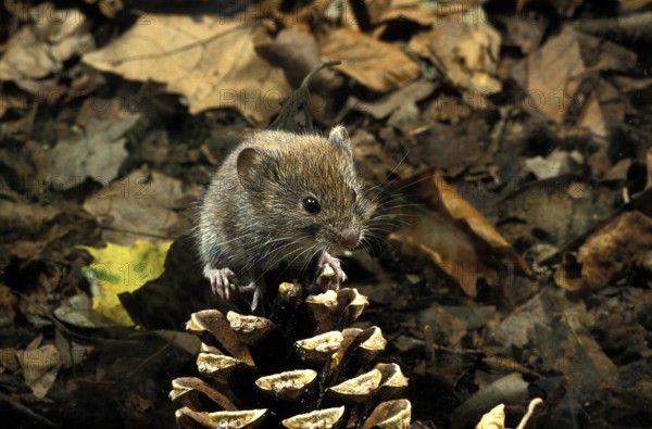 BANK VOLE (clethrionomys glareolus), ADULT ON PINE CONE, FRANCE