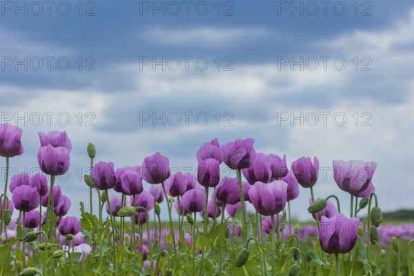 Poppy cultivation in Saxony