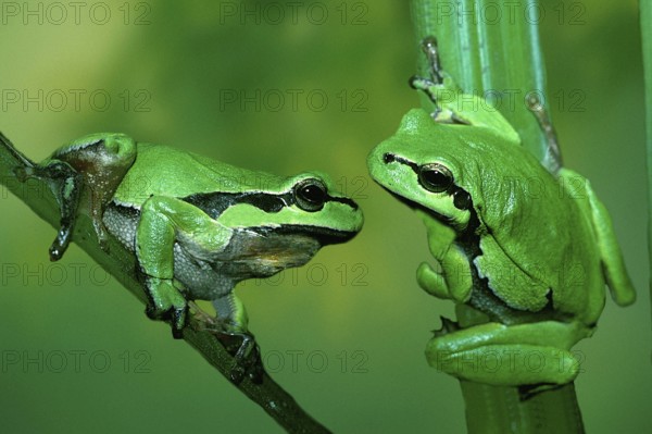Tree Toads, Tree Frog (Hyla arborea)