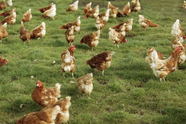 Free-range chickens in a meadow