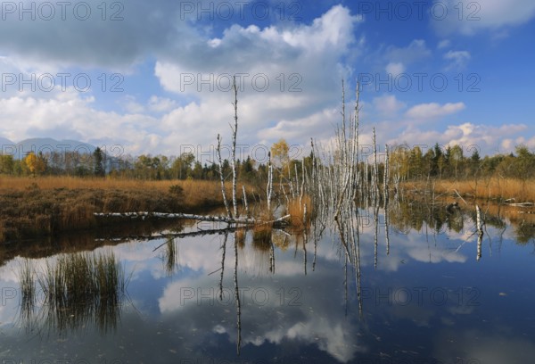 Dead birch trees in a moor, Kendlmühlfilzn raised bog or upland moor, near Grassau, Upper Bavaria,