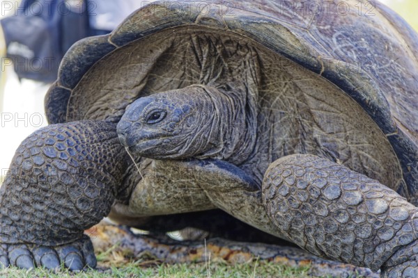 Aldabra giant tortoise (Aldabrachelys gigantea), UNESCO World Heritage Site, Aldabra Atoll,