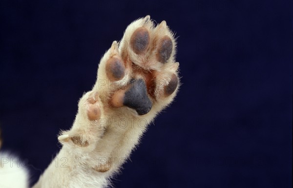 NORGEVIAN LUNDEHUND POINTED, CLOSE-UP OF A PAW