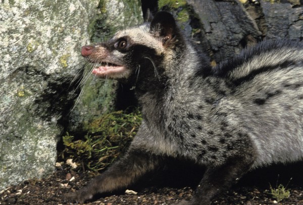 COMMON PALM CIVET (paradoxurus hermaphroditus), ADULT