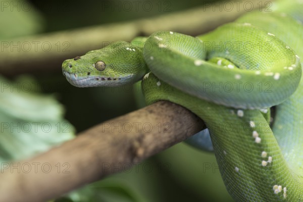 Animal, attack, background, boa, branch, camouflage, close-up, closeup, cold, coldblooded, color,