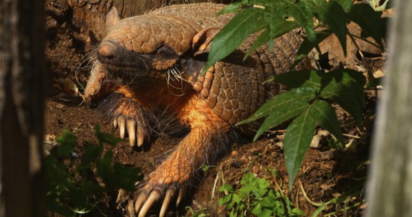 Yellow or Six-banded Armadillo (euphractus sexcinctus), Adult standing at Den Entrance