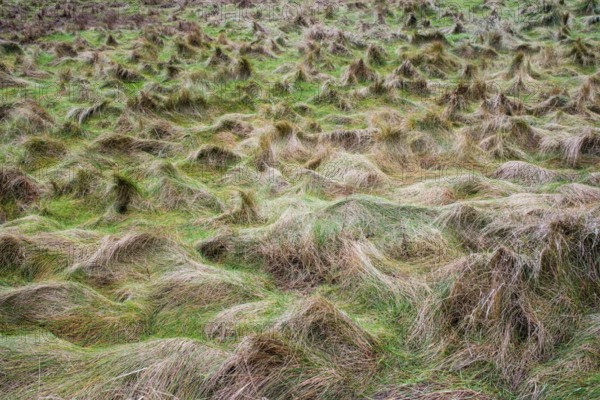 Seagrass meadows, Sylt, Schleswig-Holstein, Germany, Europe