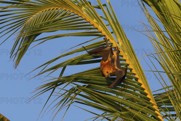 Mauritian flying fox (Pteropus niger) in a palm tree near Le Morne, Mauritius, Africa