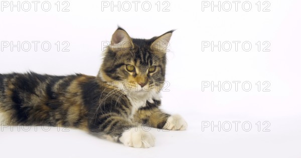 Brown Tortie Blotched Tabby and White Maine Coon Domestic Cat, Female against White Background,