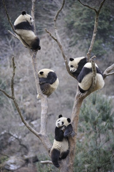 Giant pandas (Ailuropoda melanoleuca), Wolong Nature Reserve, Sichuan, China, Asia